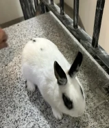 أرانب للبيع