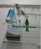 أزواج كناري مع القفص