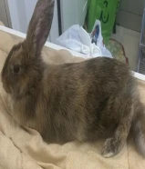 Rabbit for sale