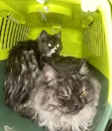 قطط للبيع ذكر و انثى [شيرازي]