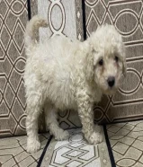 Poodle 2 months