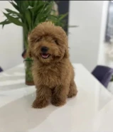 للبيع بودل نثيه عمرها 3 شهور ونص متعلمه توصخ على الباد ومطعمه ومعاها دفتر التطعيمات