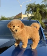 توي بودل نثيه عمرها شهرين ونص حالتها ممتازه جدا