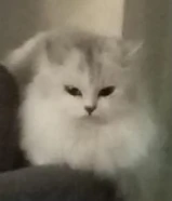 قطة انثى للتبني