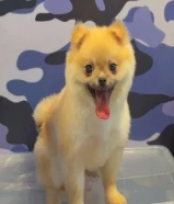 للبيع بومريانين ذكر