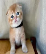 Teddy Bear Golden Scottish Fold