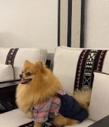 للبيع العمر 9 شهور