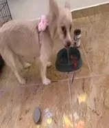 كلبين للبيع