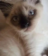 للبيع كتن راغدول