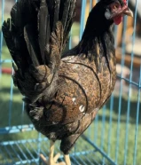 للبيع بيض دجاج عربي قديم ترثه افرق فواخر