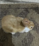 أرنب بحالة كويسة جدا