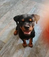 Your Loanللبيع روتوايلر نثيه rottweiler