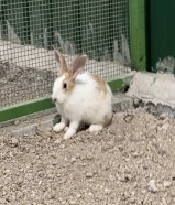 أرنب صغير للبيع