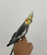 للبيع كروان