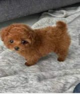 Toy poodle puppies for saleMa