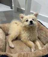 Maltese puppy 3 month