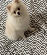 Pomeranian Female - بومرينيان انثى 5 months