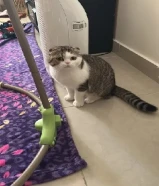 Cats for adoption