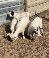 السلام عليكم للبيع معزه مكس جيكي امريكي