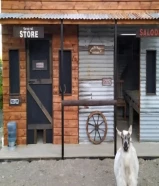 نتبنى الماعز القزم وطيور