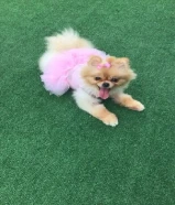 مفقود كلب صغير في القرين