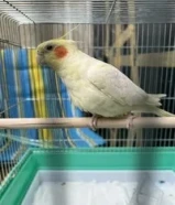 Cocktail bird for sail
