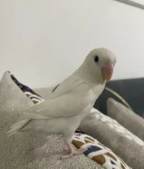 طير لوف برد