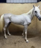 حصان مصري بيور