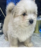 للبيع على اجلابه النوع شيتتزو العمر شهرين الصحه اوك لعوبين في ذكر و في نثيه