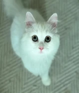 قطط كيتين عمر شهرين الفصيلة راح دول شيرازي