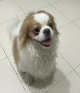 كلب شيتزو لطيف للبيع