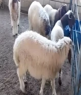 خرفان نعيمي محلي انتاج الوفرة