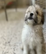 Maltese puppy 2 months old