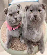 اسكاتش فولدد إيرز شورت هير