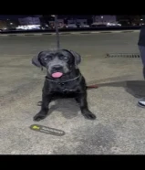 كلب نثيه كين كورسو عمرها ست شهور ونص