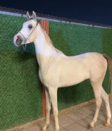 حصان بولش بفرنسي معسوف