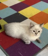 للبيع قطوة انثي عمرها شهر ونصف