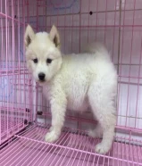 For sale & buy pet