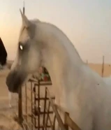 حصان مصري بيور