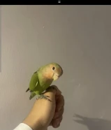 البيع طير لوف بير