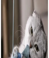 قط اسكوتش فولد ذكر للبيع