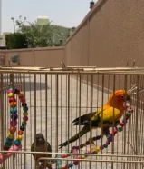 صن كنيور و قرين شيك كنيور ربوه9