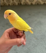 للبيع روز او لوفبيرد ربوه