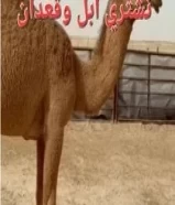 مطلوب خلفه سلم صحاه منيحةبسع