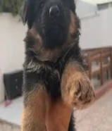 جيرمن شوبرد بلاك