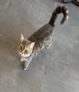 للبيع قطوه سكوتش شورت هير العمر 11 شهر مع الجواز ومطعمه ومع جميع اغراضها