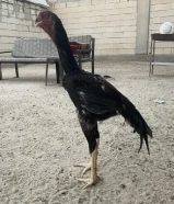 للبيع 3 دياجه مكس ودجاجه العمر 7 اشهر ب 50 وللبيع ديجين ودجاجتين هنود مستوا طيب وارتفاع العمر 7 اش949488XX