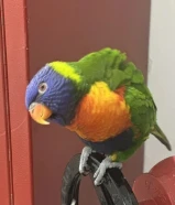 للبيع لورى رينبو