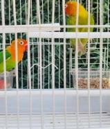 للبيع لوف بيرد (فيشر) ربوه قفص تغريد ويصلحون انتاج ويصلحون ربوه مايعضون ابدا........................