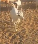 للبيع معزه جيكي مكس العدد 12